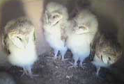 Cute fuzzy owls from the barn owl cam. AWW!